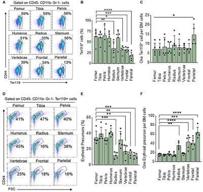 Differences in Steady-State Erythropoiesis in Different Mouse Bones and Postnatal Spleen